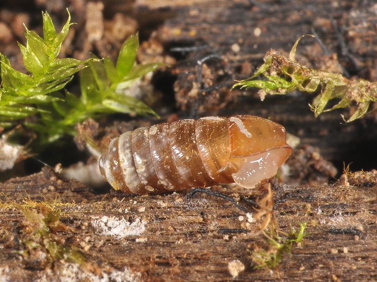 Mini, mini gasteropodi